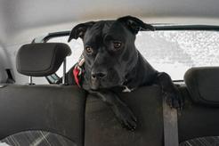 Jak przyzwyczaić psa do jazdy samochodem? Wyjaśniamy