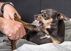 Reaktywność a agresja u psa - podobieństwa i różnice