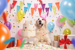 Psie urodziny – jak można je celebrować?