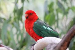 Papuga królewska (szkarłatka królewska) – opis, hodowla, opinie