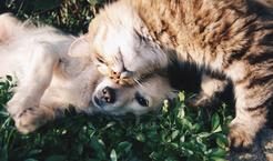 Choroby nerek u psa i kota – jak możesz pomóc swojemu pupilowi?