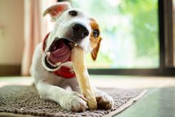 Przysmaki dla psich alergików – sprawdź, kiedy powinieneś je stosować!
