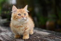 Skrzywdzone koty - rasy z ułomnościami genetycznymi