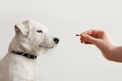 Suplementy dla Twojego psa. Co powinieneś wiedzieć?