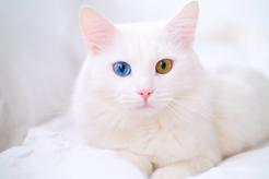 Heterochromia – niezwykłe oczy zwierząt