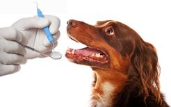 Na psa ząb – czyli ABC chorób stomatologicznych u psów