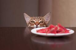 Kot niejadek lub kot głodomór – dwie strony kociego apetytu