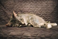 Tęgoryjec u kota — objawy, rozpoznanie, leczenie, sposoby zapobiegania