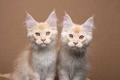 Klonowanie kotów - cena, przebieg krok po kroku, efekty