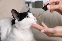 Olej CBD dla kotów okiem behawiorysty: tak czy nie?