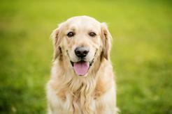 Usposobienie golden retrievera krok po kroku – poznaj charakter popularnego psa