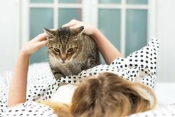 Czy koty leczą depresję (inne schorzenia)?