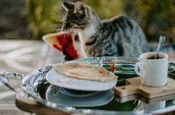 Czy koty można karmić domowym jedzeniem?