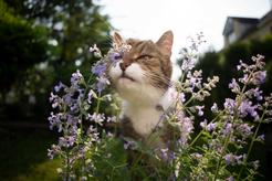 Nie tylko kocimiętka - rośliny i zapachy, które twój kot pokocha