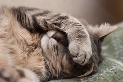 Dlaczego koty tak bardzo lubią spać?