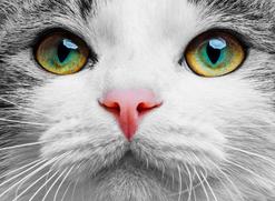 Spuchnięte oko u kota — przyczyny, leczenie, profilaktyka, porady