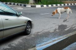 Co zrobić, gdy potrącimy psa samochodem? Pies w wypadku komunikacyjnym