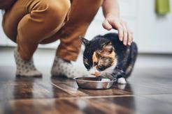 Jak karmić wybrednego kota? Oto skuteczne sposoby!