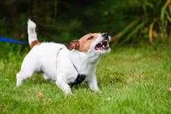 Dlaczego spokojny pies nagle staje się agresywny? Behawiorysta wyjaśnia