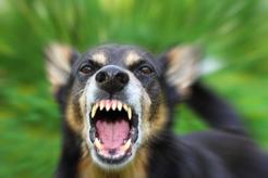 W jaki sposób pies ostrzega przed atakiem? Te sygnały warto znać