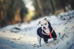 Jak dbać o psa zimą, by nie zmarzł? Wyjaśniamy krok po kroku