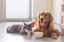 Karma bez zbóż dla kotów – dlaczego warto odżywiać nią pupila?