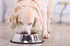 Dlaczego warto żywić psa karmą bezzbożową? Wyjaśniamy!