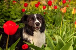 Jak ochronić rośliny ogrodowe przed psem? Wyjaśniamy krok po kroku