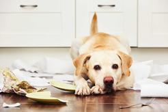 Co zrobić, gdy pies wszystko niszczy w domu? Wyjaśniamy, jak go tego oduczyć