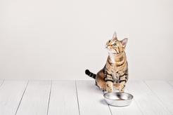 Karmienie wybrednego kota – jak podołać wymaganiom pupila?