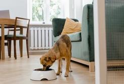 Karma monobiałkowa dla psa – kiedy należy zacząć ją podawać?