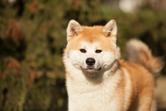 Japońskie rasy psów - opinie, ceny, charakter, opieka, porady