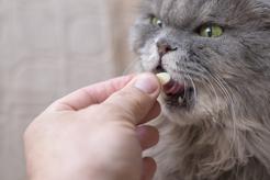 Tabletki antykoncepcyjne dla kota i kotki – rodzaje, ceny, opinie