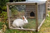 Domek dla królika – jaki wybrać? Sprawdzamy najciekawsze modele