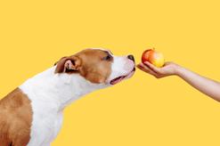 Jak odchudzić psa? 5 praktycznych porad i przykładowych diet