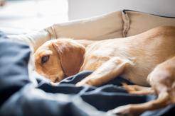 Rozwolnienie u psa - oto 6 najczęstszych przyczyn biegunki