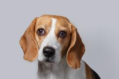 Pies beagle - opis, charakter, wychowanie, opinie właścicieli