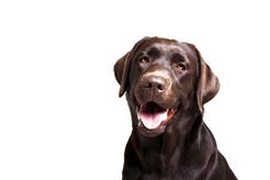 Labrador brązowy – opinie, wymagania, usposobienie, ceny