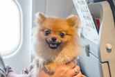 Pies w samolocie krok po kroku – jak zaplanować lot z psem?