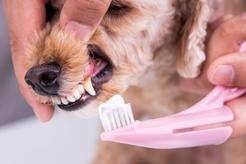 Pasta do zębów dla psa - rodzaje, ceny, opinie, porady