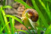 Ślimaki w akwarium – różnice między ślimakami inwazyjnymi a ozdobnymi