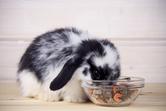 Najlepsza karma dla królika – rodzaje, ceny, opinie, porady