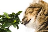 Jakiego zapachu nie lubią koty? 4 zapachy odstraszające koty