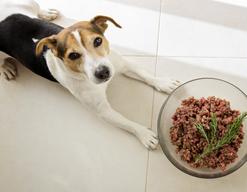 Dieta barf u psa - jadłospis, przygotowanie posiłku, przepisy, opinie