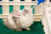 TOP 4 akcesoria dla królika – zobacz, co ułatwia opiekę nad królikiem
