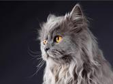 Szary kot perski - opis, charakter, cechy, opinie właścicieli