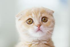 Hodowla kota szkockiego zwisłouchego - zobacz, gdzie kupić kocięta z rodowodem