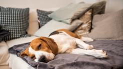 Niewydolność nerek u psa (mocznica) – objawy, przyczyny, leczenie, rokowania