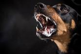10 groźnych ras psów – opis, charakter, porady, opinie