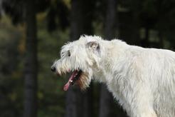 Kaszel u psa – przyczyny, objawy, rozpoznanie, leczenie
